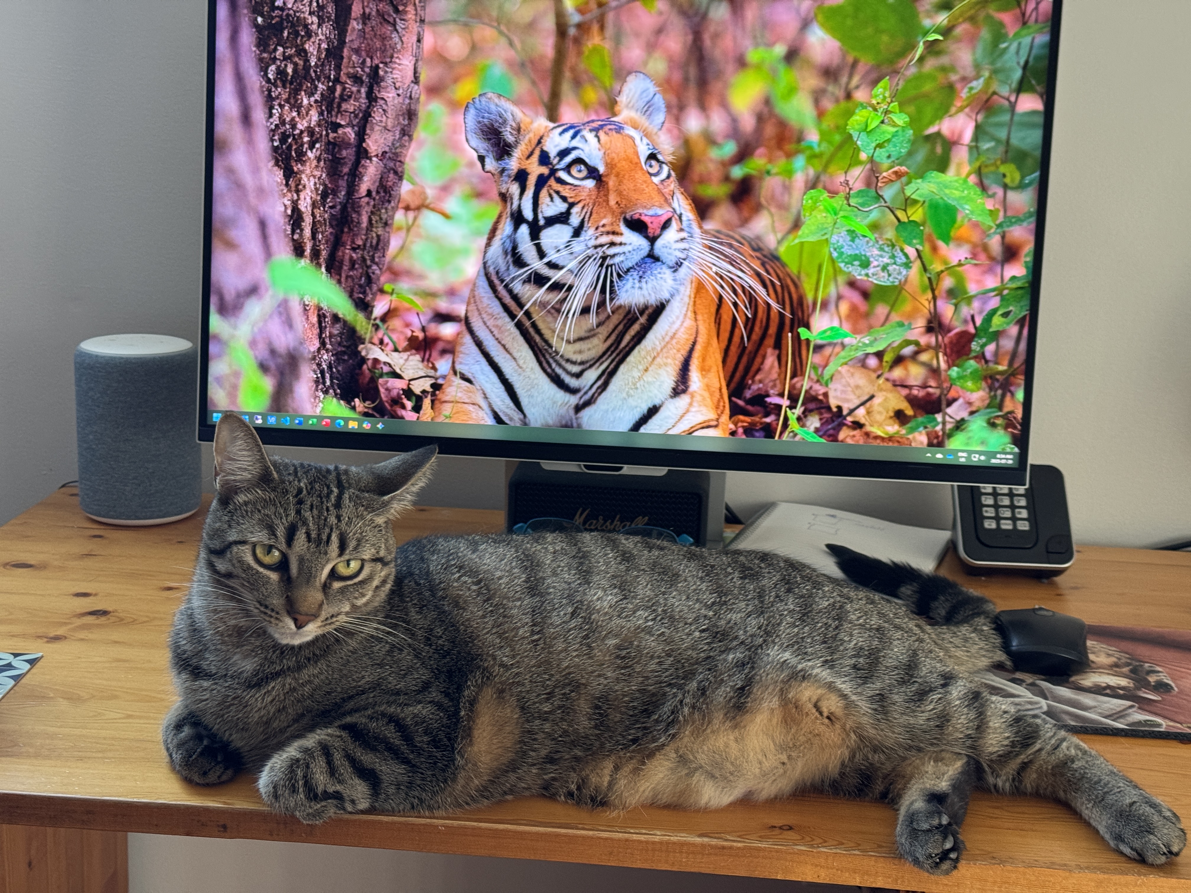 Desk Cat